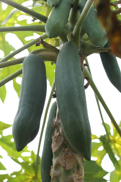Jardinería de papaya, fruta de hierbas en el árbol. Enfoque selectivo . — Foto de Stock