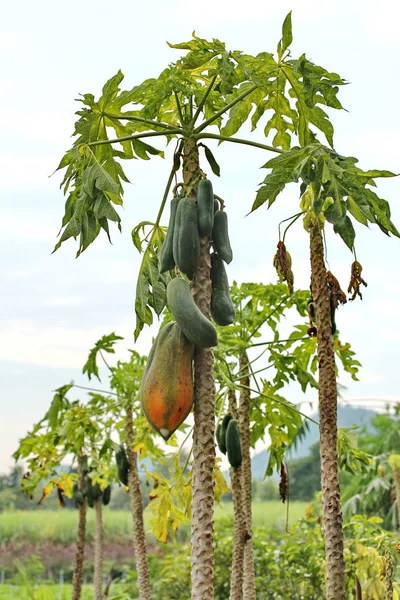 Kebun pepaya, buah Herb di pohon. Fokus selektif . — Stok Foto
