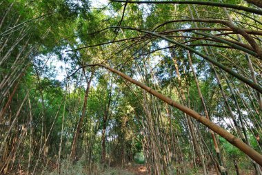Doğal olarak yetiştiği bahçe bambu köpekler serbest.