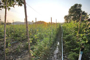 Çalı fasulyesi ip üstünde bir sarma sağlayarak dikim .