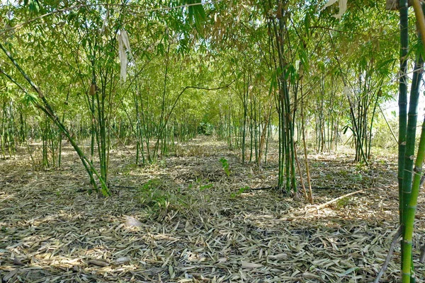 Jardim bambu bengalas que crescem naturalmente liberar . — Fotografia de Stock