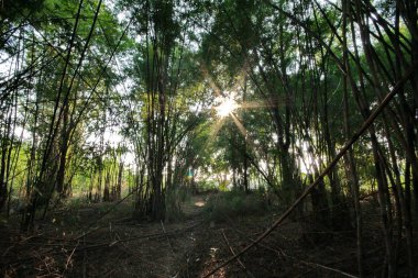 Doğal olarak yetiştiği bahçe bambu köpekler serbest.
