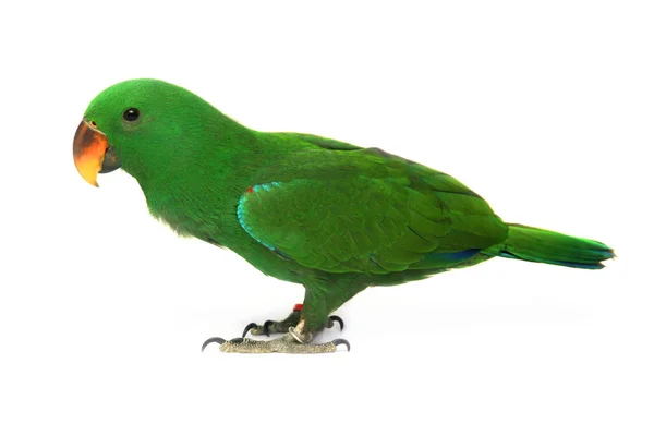 Loro de Eclectus masculino, edad cinco meses . — Foto de Stock