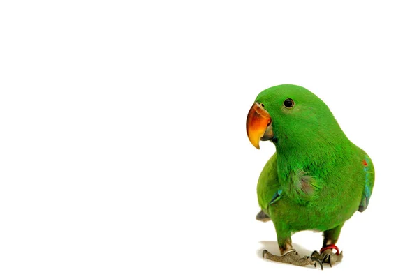 Male Eclectus Parrot, age five months. — Stock Photo, Image