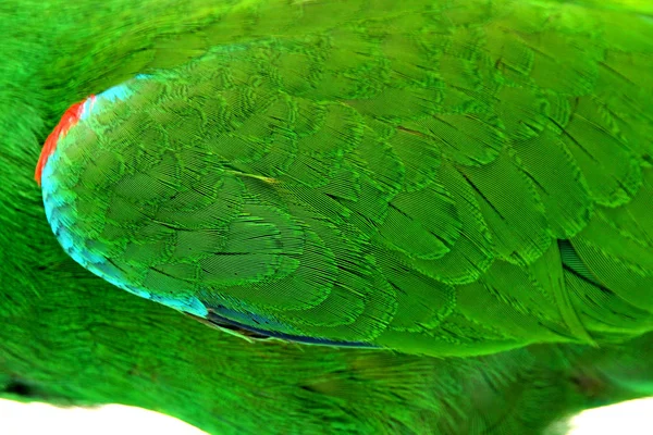 Pluma colorida, loro de Eclectus masculino, edad cinco meses. Selecti —  Fotos de Stock