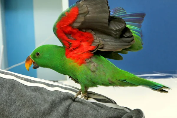 Mężczyzna Eclectus papuga, w wieku pięciu miesięcy. Ptaki rozciągnąć skrzydła — Zdjęcie stockowe