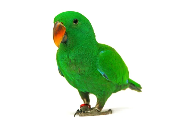 Loro de Eclectus masculino, edad cinco meses . — Foto de Stock