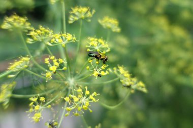 Renkli çimen çiçekler wayside kaldırım arasında seyahat