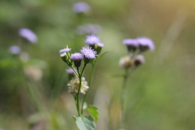 Renkli çimen çiçekler wayside kaldırım arasında seyahat