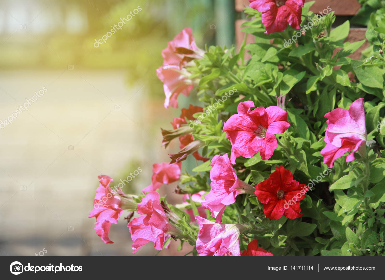 カラフルな草の花道端歩道間の旅行します ストック写真 C Smilekorn