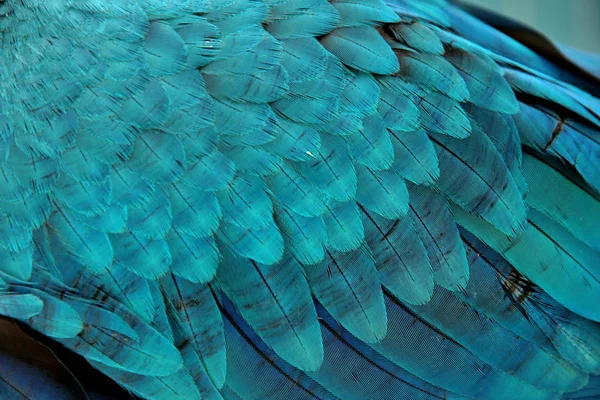 3 ay mavi ve sarı Amerika papağanı, güzel renk tüyler.