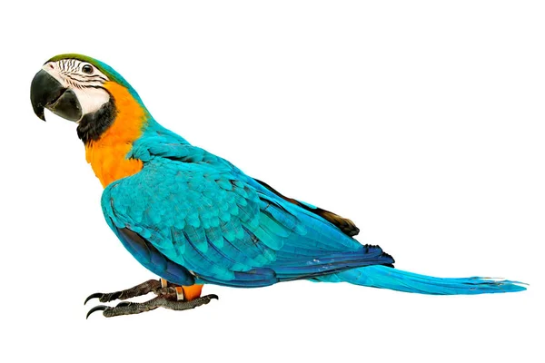 3 Meses Blue and Yellow Macaw encantadoras emoções brilhantes das crianças — Fotografia de Stock