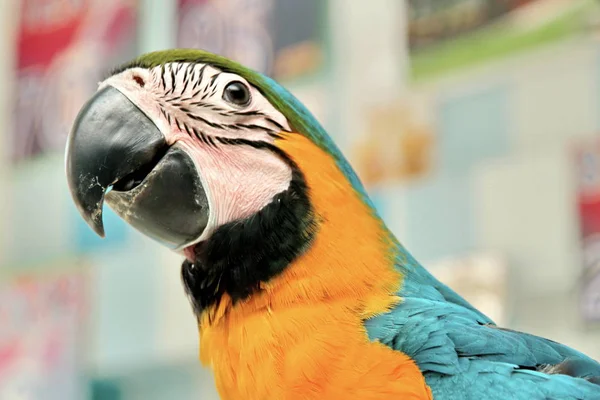 3 ay mavi ve sarı Amerika papağanı güzel parlak çocuk duygular