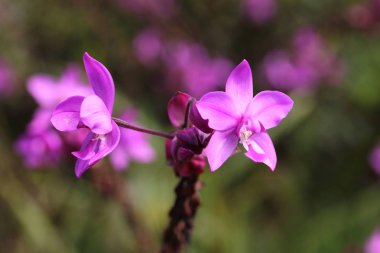 Renkli çimen çiçekler wayside kaldırım arasında seyahat