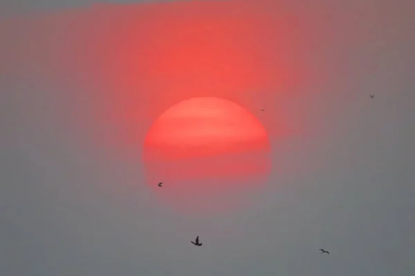 Gyönyörű naplemente a repülő madarak háttér burry — Stock Fotó
