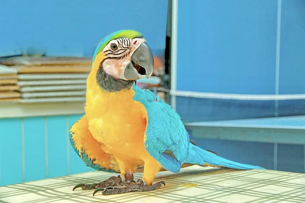 3 Mois Bleu et Jaune Ara belles émotions brillantes pour les enfants — Photo