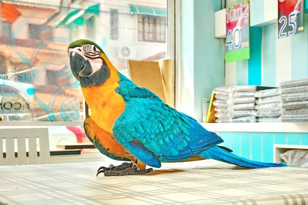 3 Months Blue and Yellow Macaw lovely bright children's emotions — Stock Photo, Image