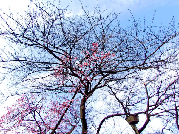 Sakura po raz pierwszy wiosną w trochę na Ueno Park. — Zdjęcie stockowe