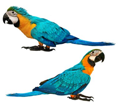 Male blue and yellow macaw parrot with age 4 and  3 months  clipart