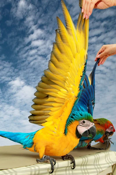 Guacamayo azul y amarillo de 4 meses, hermosas plumas de color . — Foto de Stock