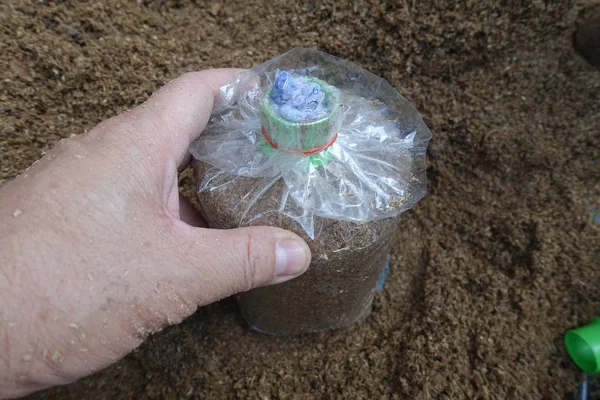 Preparação de alimentos para saco de cogumelos infectados  . — Fotografia de Stock