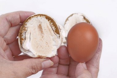 Yumurta boyutu 0 ile karşılaştırıldığında anaç bambu mantar .