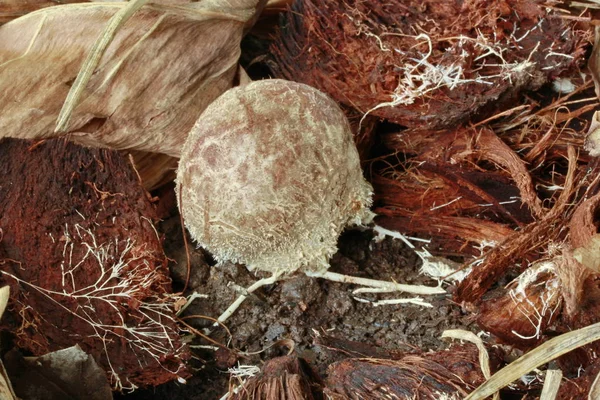 Setas de bambú crecen Parece una bola redonda —  Fotos de Stock