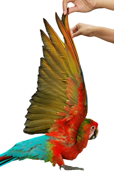 Mooie rode en blauwe Ara papegaai, Hand vleugels van vogels aan de orde gesteld. — Stockfoto