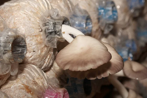 Ekimi, Bhutan istiridye mantar spawn gruptaki üzerinden.