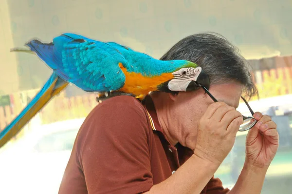 Férfi kék és sárga Ara papagáj élvezhetik, kényeztető férfi szemüveg. — Stock Fotó