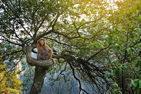 Çin'in dağ maymun ağaca tünemiş — Stok fotoğraf