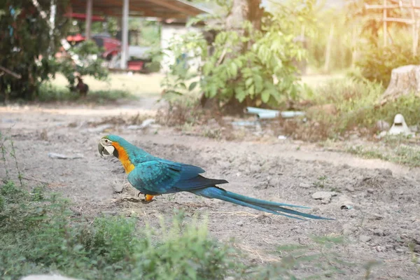 5 Monate männlicher blauer und gelber Ara-Papagei auf dem Land. — Stockfoto