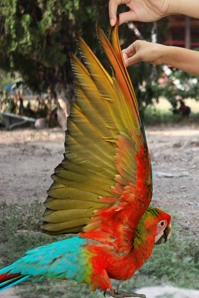 Szép piros és kék Ara papagáj, madár emelt kézzel szárnya. — Stock Fotó