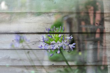 Ahşap arka plan dokusu yakın plan