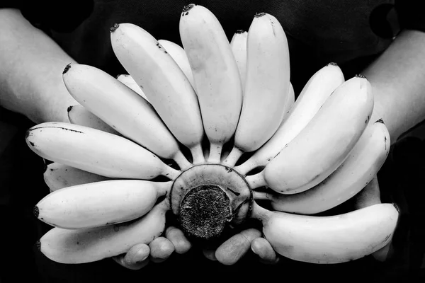 Vajíčko banán nebo Pisang mas je známé plody z Thajska. — Stock fotografie