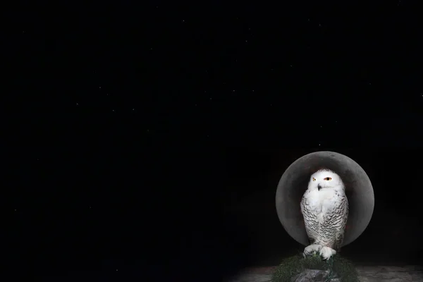 Owl perched on shown branch with  full moon background. — Stock Photo, Image