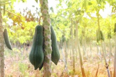 Bahçe, bitki meyve ağacı üzerinde papaya. Seçici odak.