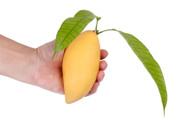 Спелый золотой манго с листом в руке . — стоковое фото