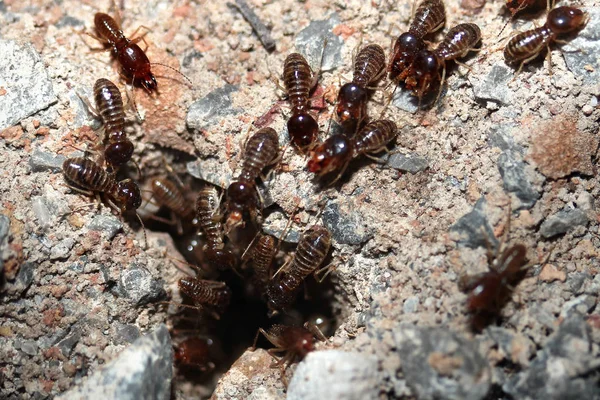 Termitler veya beyaz karıncalar toprağa giren ordularını .
