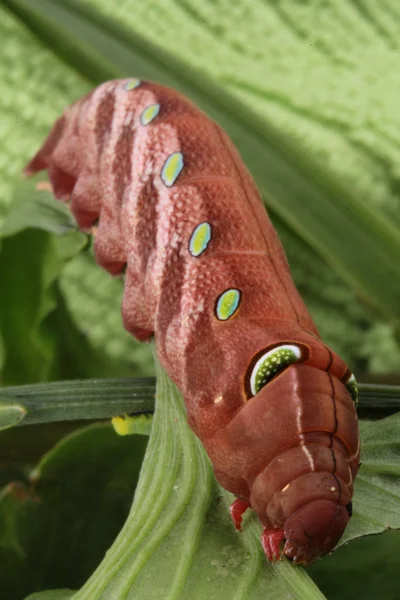 Kahverengi yağ caterpillar tırmanmak yeşil yapraklarda. — Stok fotoğraf