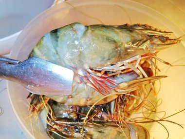 Taze büyük karides pazarında buzla