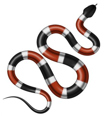 Coral snake vector illustration. vector Coral snake vector illustration. vector
