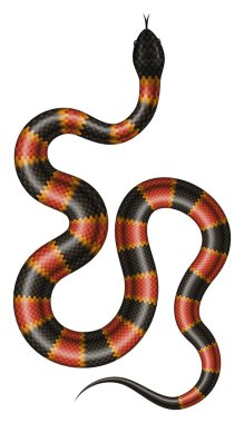 Coral snake vector illustration. vector Coral snake vector illustration. vector