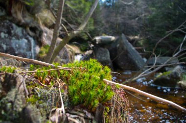 Parlak yeşil renk yosunu
