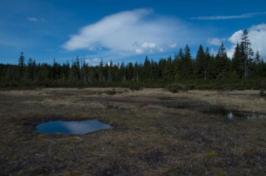 Jizerka Köyü yakınlarındaki turba bataklığı.