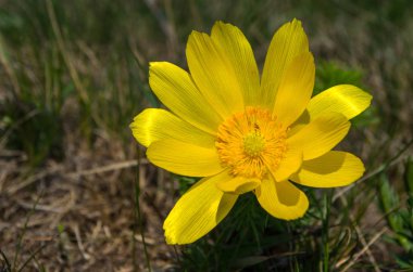 Adonis vernalis, çeşitli isimlerle sülün gözü, bahar sülünü gözü, sarı sülün gözü ve sahte karabatak gözü olarak bilinir.