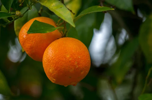 stock image Citrus sinensis, also known as the Citrus aurantium