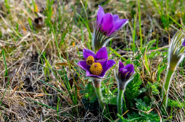 Pulsatilla patens é uma espécie de angiospermas da família Ranunculaceae — Fotografia de Stock