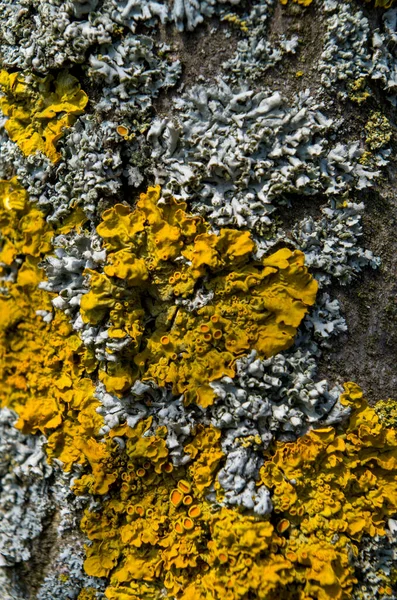 Xanthoria parietina é um líquen folhoso ou folhoso . — Fotografia de Stock