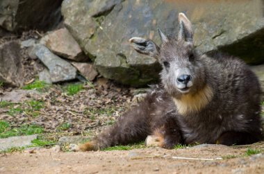 Himalaya goral erkeği